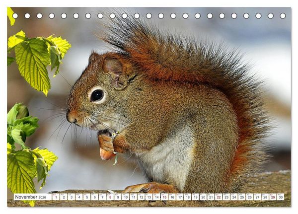 Produktbild: Wildlife of the Tundra (Desk Calendar 2026 DIN A5 landscape), CALVENDO 12 Month DeskCalendar