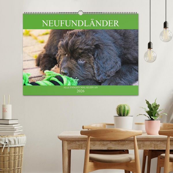 Produktbild: Neufundl&auml;nder - Alle fangen mal klein an (Wandkalender 2026 DIN A2 quer), CALVENDO Monatskalender