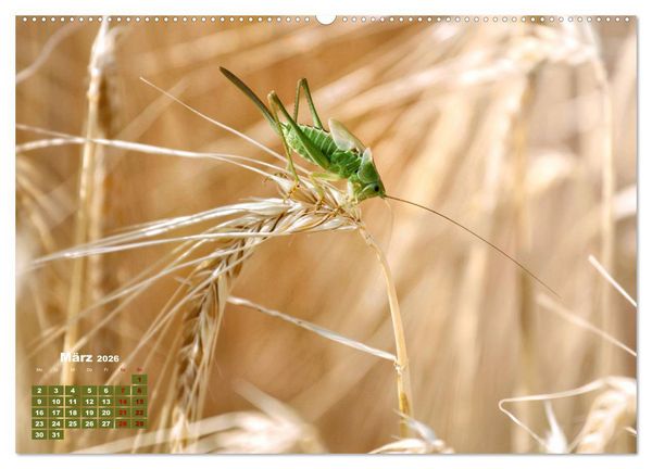 Produktbild: Klein aber oho. Die bunte Welt der Insekten (hochwertiger Premium Wandkalender 2026 DIN A2 quer), Kunstdruck in Hochglanz