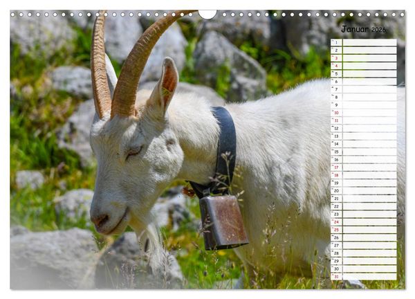 Produktbild: Ziegenfreude (Wandkalender 2026 DIN A3 quer), CALVENDO Monatskalender
