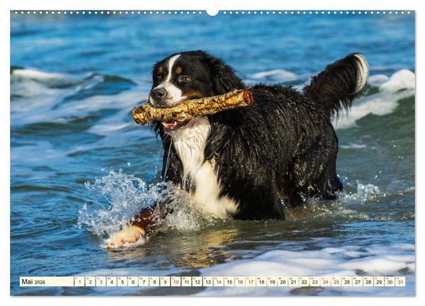 Produktbild: Berner Sennenhunde am Strand (Wandkalender 2026 DIN A2 quer), CALVENDO Monatskalender