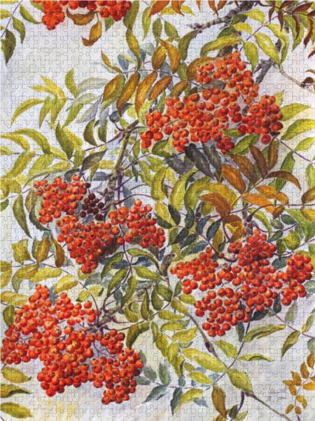 Produktbild: CALVENDO Puzzle Pionierart an S&auml;umen oder Flurgeh&ouml;lzen: Eberesche oder Vogelbeere | 1000 Teile Lege-Gr&ouml;&szlig;e 64x48cm Foto-Puzzle f&uuml;r gl&uuml;ckliche Stunden