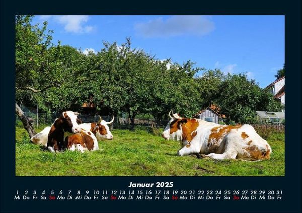 Produktbild: Kuhkalender 2025 Fotokalender DIN A4