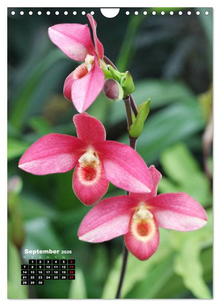 Produktbild: Kleine Orchideensch&auml;tze (Wandkalender 2026 DIN A4 hoch), CALVENDO Monatskalender