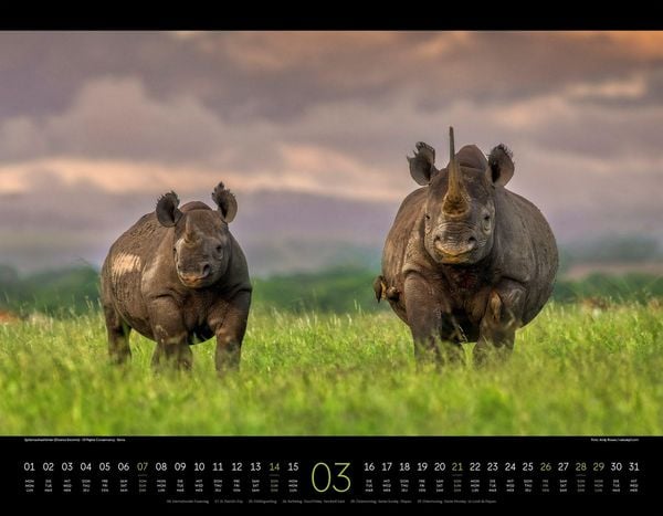 Produktbild: Wildes Afrika Kalender 2027