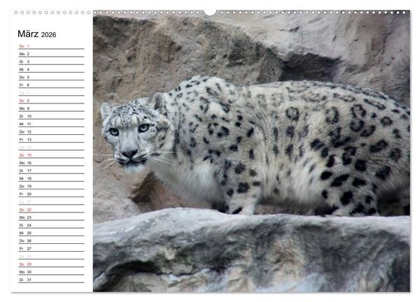 Produktbild: Der Schneeleopard (Wandkalender 2026 DIN A2 quer), CALVENDO Monatskalender