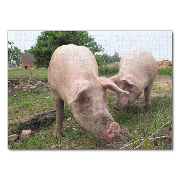 Produktbild: Lais Puzzle Schweine 1000 Teile