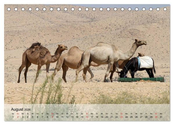 Produktbild: Kamele in der W&uuml;stensonne (Tischkalender 2026 DIN A5 quer), CALVENDO Monatskalender