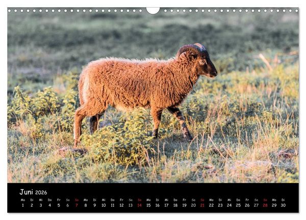 Produktbild: Schafe und L&auml;mmer (Wandkalender 2026 DIN A3 quer), CALVENDO Monatskalender