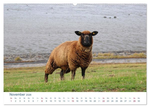 Produktbild: Schafe am Deich 2026. Tierische Impressionen von der Nordseek&uuml;ste (hochwertiger Premium Wandkalender 2026 DIN A2 quer), Kunstdruck in Hochglanz