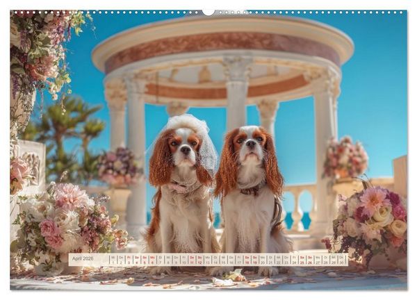 Produktbild: Cavalier King Charles Spaniel. Die lustigsten Cavalier Momente des Jahres. (Wandkalender 2026 DIN A2 quer), CALVENDO Monatskalender
