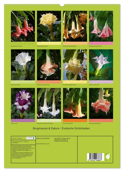 Produktbild: Brugmansia & Datura - Exotische Sch&ouml;nheiten (hochwertiger Premium Wandkalender 2026 DIN A2 hoch), Kunstdruck in Hochglanz
