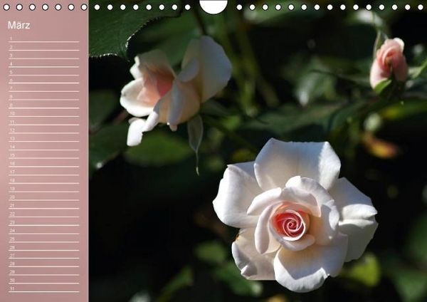 Produktbild: Zarte Sch&ouml;nheiten - Rosen (Wandkalender immerw&auml;hrend DIN A4 quer)