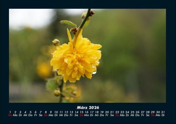 Produktbild: Blumentr&auml;ume 2026 Fotokalender DIN A4