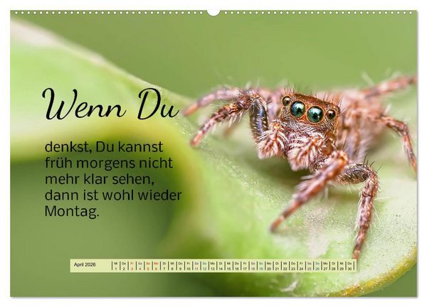 Produktbild: Der Spruchkalender - freiheraus und witzig (Wandkalender 2026 DIN A2 quer), CALVENDO Monatskalender
