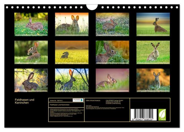 Produktbild: Feldhasen und Kaninchen (Wandkalender 2026 DIN A4 quer), CALVENDO Monatskalender