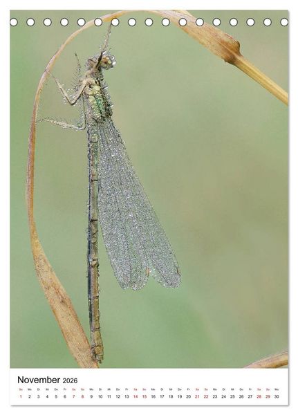 Produktbild: Insekten,Sch&ouml;nheiten der Natur (Tischkalender 2026 DIN A5 hoch), CALVENDO Monatskalender