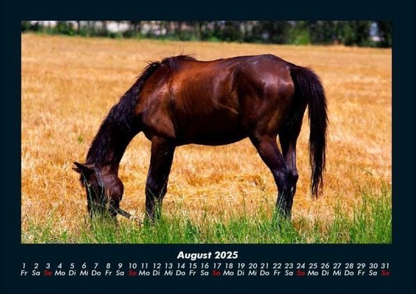 Produktbild: Pferdetraum 2025 Fotokalender DIN A4