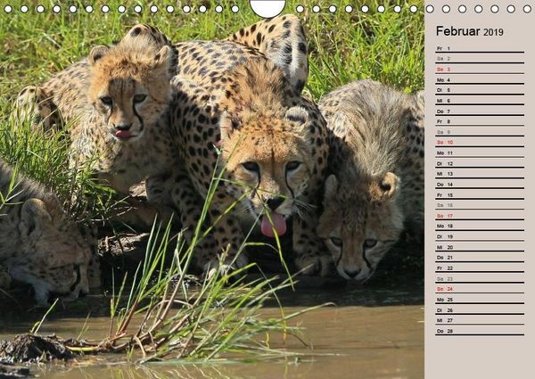 Produktbild: Herzog, M: Geparden - Ein Leben in Afrika (Wandkalender 2019