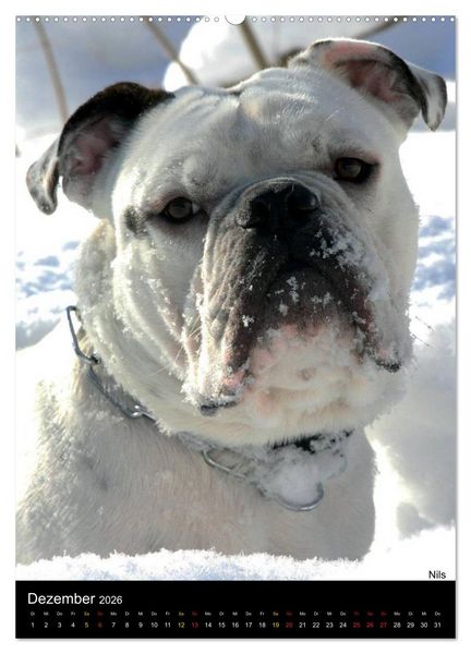 Produktbild: Bulldoggen-Gesichter (hochwertiger Premium Wandkalender 2026 DIN A2 hoch), Kunstdruck in Hochglanz