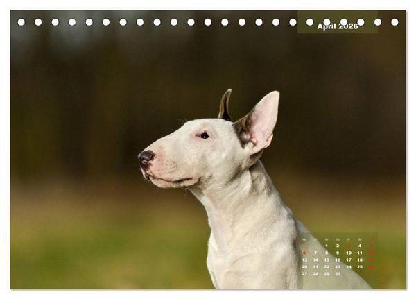 Produktbild: Typisch Bullterrier (Tischkalender 2026 DIN A5 quer), CALVENDO Monatskalender