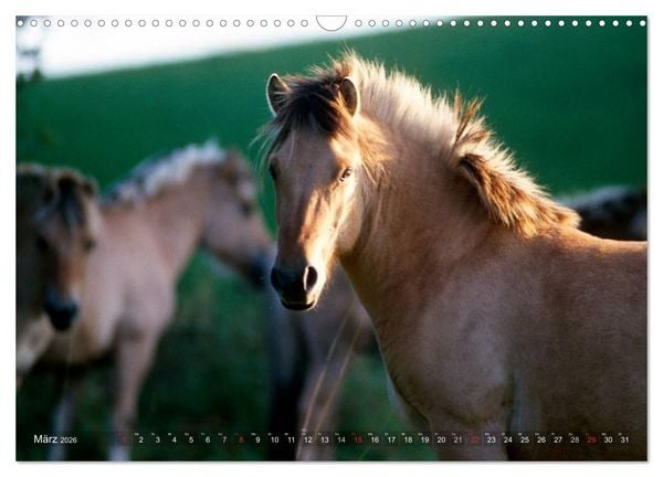 Produktbild: Fjordpferde - Norweger (Wandkalender 2026 DIN A3 quer), CALVENDO Monatskalender