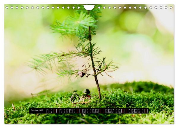Produktbild: Achtsame Augenblicke (Wandkalender 2026 DIN A4 quer), CALVENDO Monatskalender