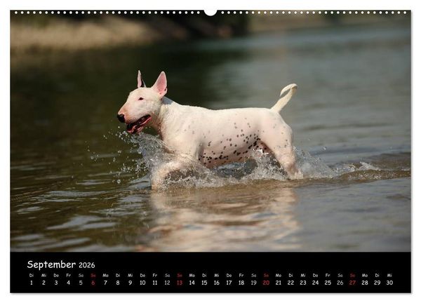 Produktbild: Bullterrier? Was sonst! (hochwertiger Premium Wandkalender 2026 DIN A2 quer), Kunstdruck in Hochglanz
