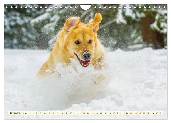 Produktbild: Golden Retriever - Freunde auf 4 Pfoten (Wandkalender 2026 DIN A4 quer), CALVENDO Monatskalender