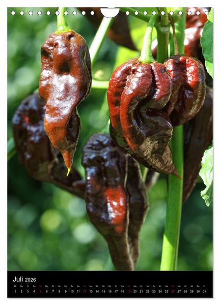 Produktbild: Chilis - H&ouml;llisch scharfe Fr&uuml;chtchen (Wandkalender 2026 DIN A4 hoch), CALVENDO Monatskalender