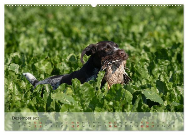 Produktbild: Treue Jagdgef&auml;hrten - Der Deutsch Drahthaar (Wandkalender 2026 DIN A2 quer), CALVENDO Monatskalender