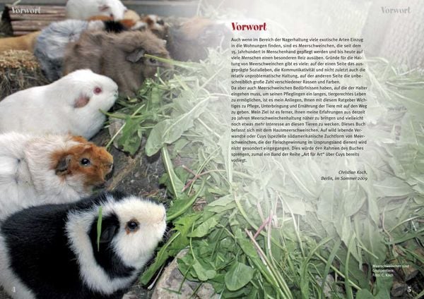 Produktbild: Meerschweinchen