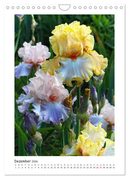 Produktbild: Traumhafte Iris (Wandkalender 2026 DIN A4 hoch), CALVENDO Monatskalender