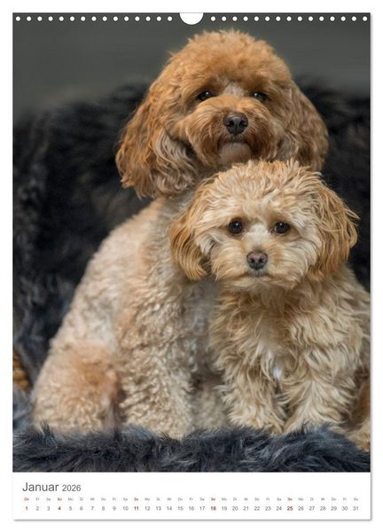 Produktbild: Maltipoo - Malteser - Pudel 2026 (Wandkalender 2026 DIN A3 hoch), CALVENDO Monatskalender