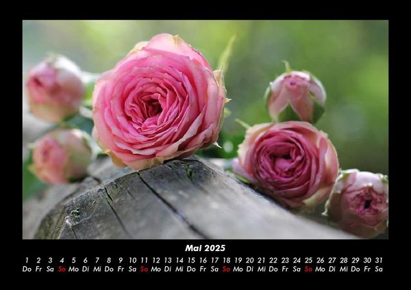 Produktbild: Rosentraum 2025 Fotokalender DIN A3