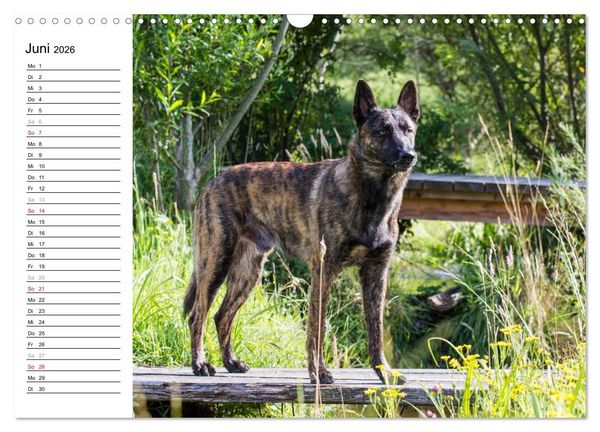 Produktbild: ausdrucksvolle Holl&auml;ndische Sch&auml;ferhunde (Wandkalender 2026 DIN A3 quer), CALVENDO Monatskalender