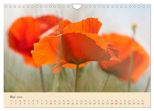 Produktbild: Mohnblumen - rote Sch&ouml;nheiten (Wandkalender 2026 DIN A4 quer), CALVENDO Monatskalender