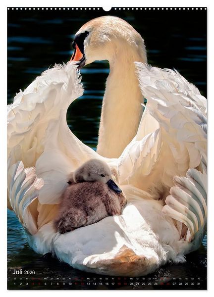 Produktbild: Der Schwan (hochwertiger Premium Wandkalender 2026 DIN A2 hoch), Kunstdruck in Hochglanz