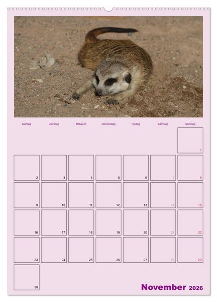 Produktbild: Erdm&auml;nnchen / Terminplaner (Wandkalender 2026 DIN A2 hoch), CALVENDO Monatskalender