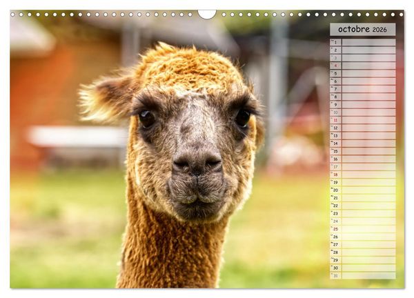 Produktbild: Alpagas, doudous aux coiffures sauvages (Calendrier mural 2026 DIN A3 vertical), CALVENDO calendrier mensuel