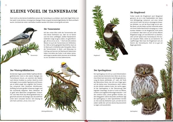 Produktbild: Das gro&szlig;e Buch vom Tannenbaum