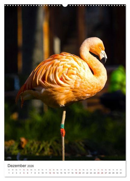 Produktbild: Flamingos in rosa Federpracht. (Wandkalender 2026 DIN A2 hoch), CALVENDO Monatskalender