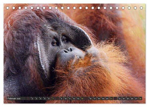 Produktbild: Waldmenschen - Orang Utans auf Borneo (Tischkalender 2026 DIN A5 quer), CALVENDO Monatskalender