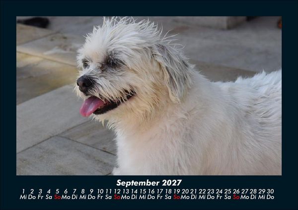 Produktbild: Welt der Tiere 2027 Fotokalender DIN A5