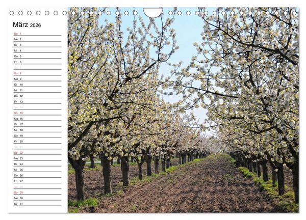Produktbild: Vier Jahreszeiten im Land Brandenburg (Wandkalender 2026 DIN A4 quer), CALVENDO Monatskalender