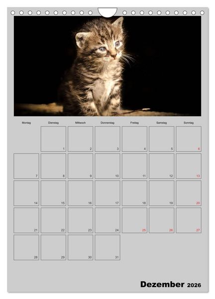 Produktbild: Mit Katzen durchs Jahr / Planer (Wandkalender 2026 DIN A4 hoch), CALVENDO Monatskalender