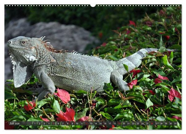 Produktbild: Wilde Fauna - Reptilien (hochwertiger Premium Wandkalender 2026 DIN A2 quer), Kunstdruck in Hochglanz
