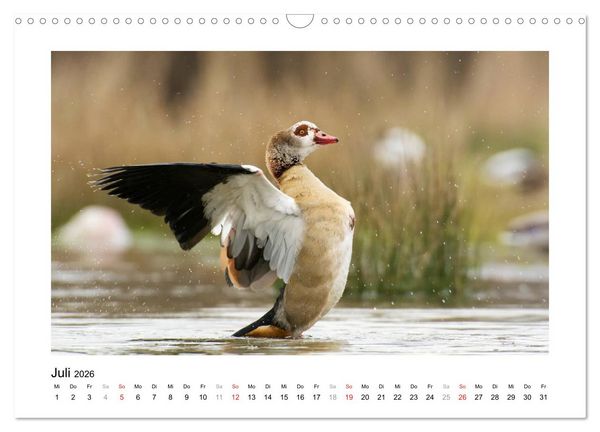 Produktbild: Geschnatter - Enten und G&auml;nse in Deutschland (Wandkalender 2026 DIN A3 quer), CALVENDO Monatskalender