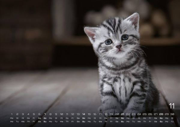 Produktbild: Miau Kids - kleine Tiger ganz gro&szlig; - Der Katzenkalender - 2027 - Kalender DIN A2