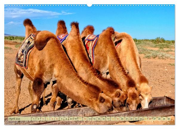 Produktbild: Reise durch Asien - Mongolei (Wandkalender 2026 DIN A2 quer), CALVENDO Monatskalender